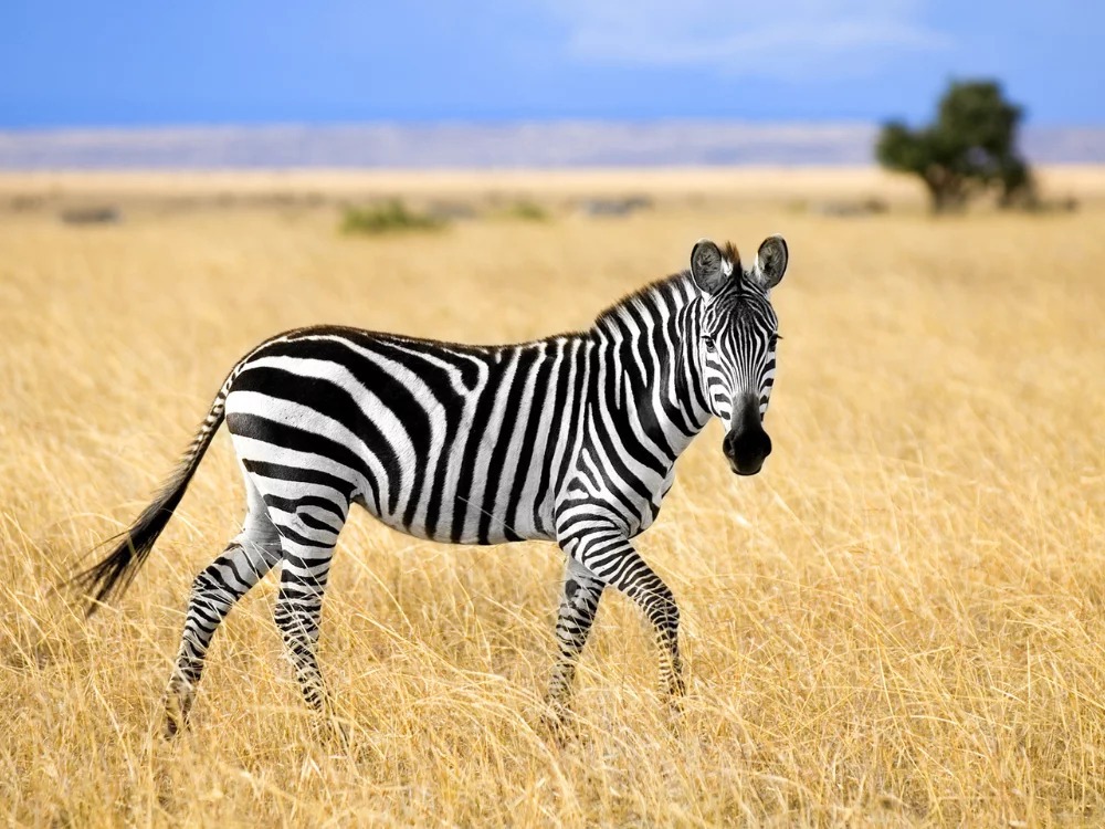Rüyada Zebra Görmek